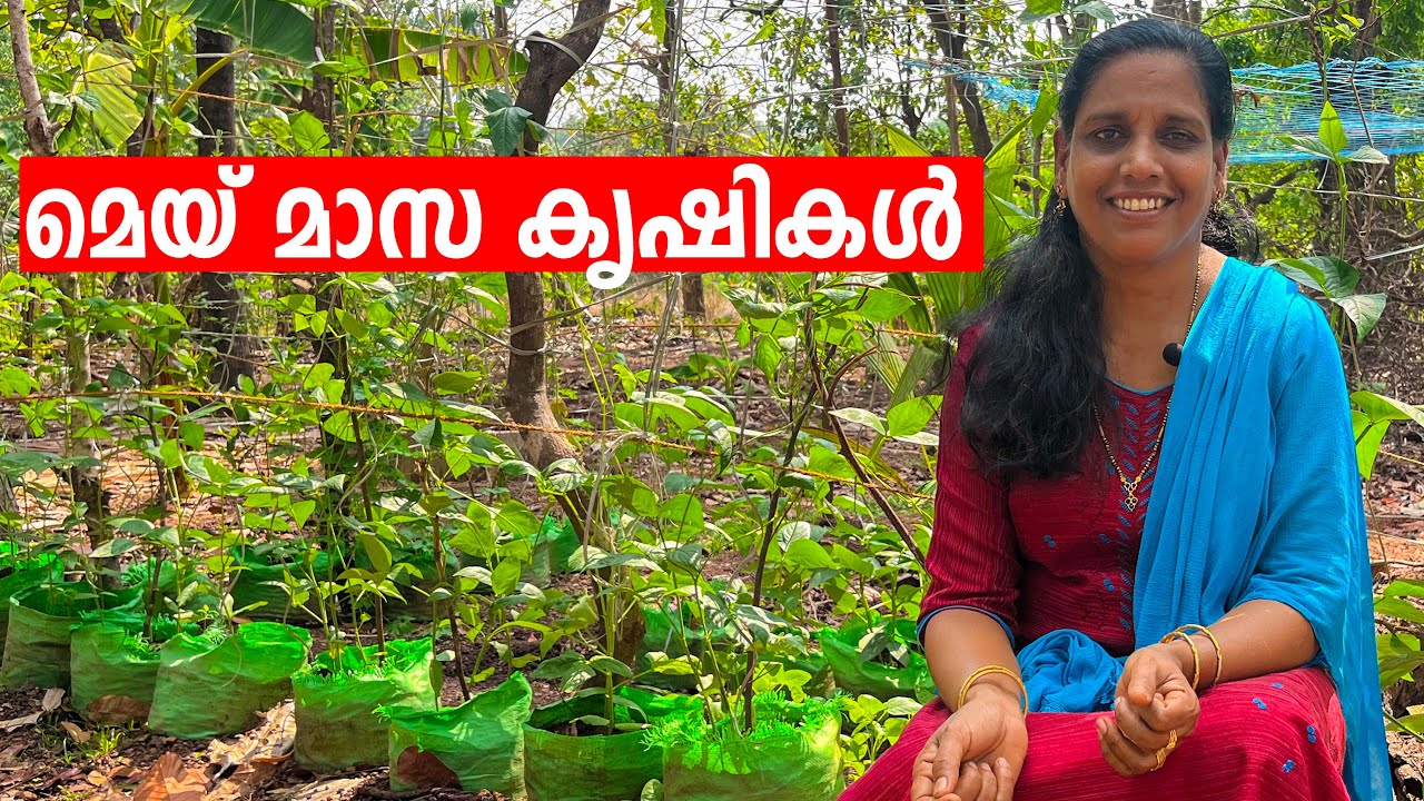 മെയ്  മാസത്തിലെ കൃഷികൾ | What to Plant in May Month | Mini's LifeStyle
