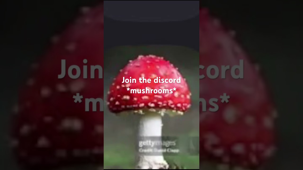 Join the discord 