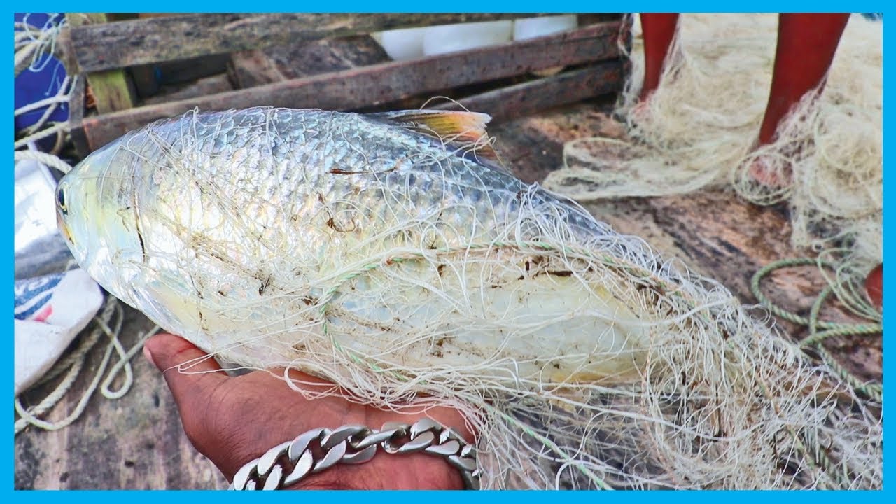 Amazing Fast Hilsa Fishing Skill (PART 81) - Catching Hilsa Fish Big in the River