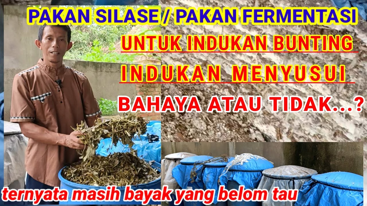 MANFAAT PAKAN SILASE PAKAN FERMENTASI UNTUK TERNAK KAMBING DOMBA