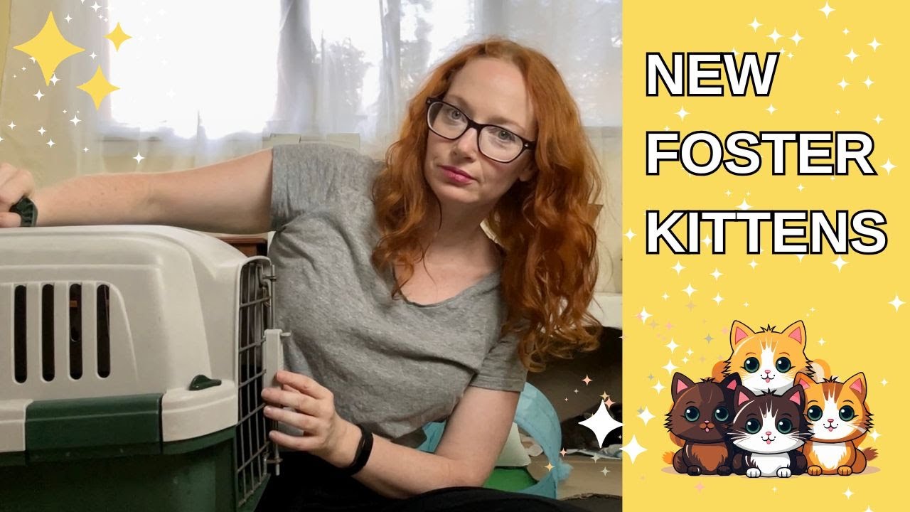 Unboxing my first litter of FOSTER KITTENS!!!! 🐱 😻🐱
