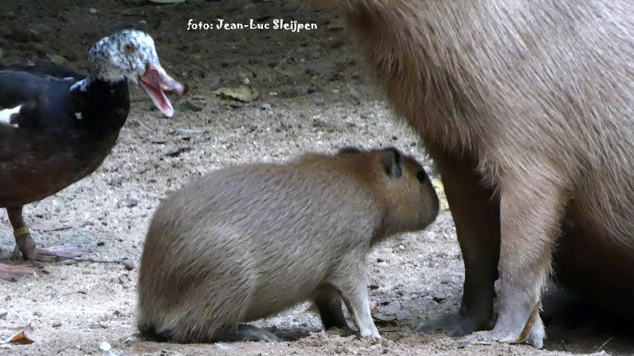 the young ones mess around a bit and after an angry duck the four of them go to mom to drink
