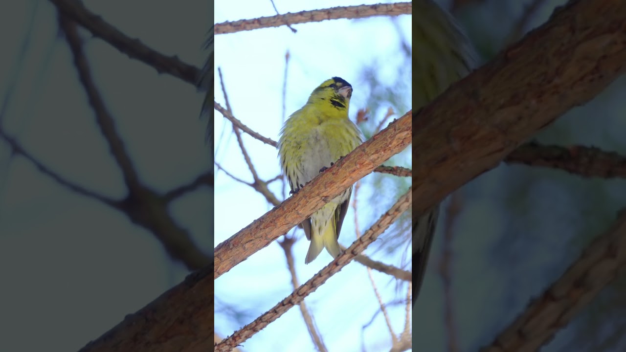 Голос чижа: песня и позывки #shorts