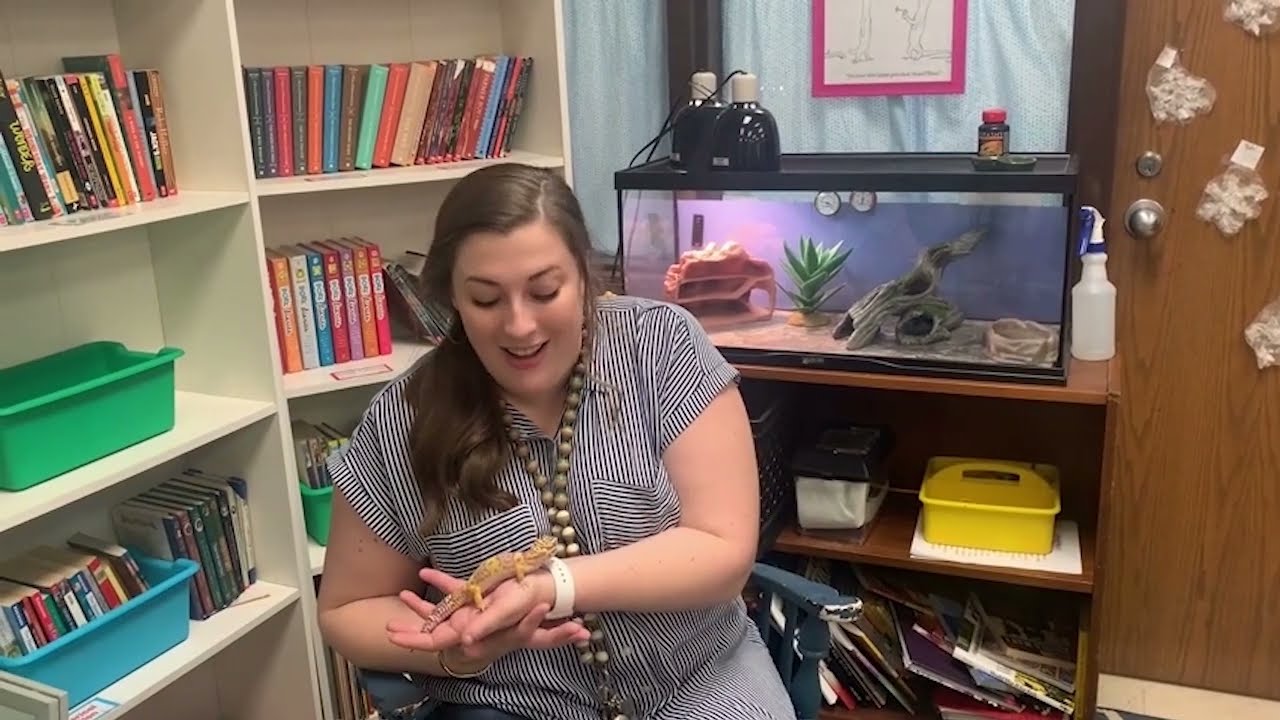 Why teachers should have classroom pets  |  Pet Supermarket