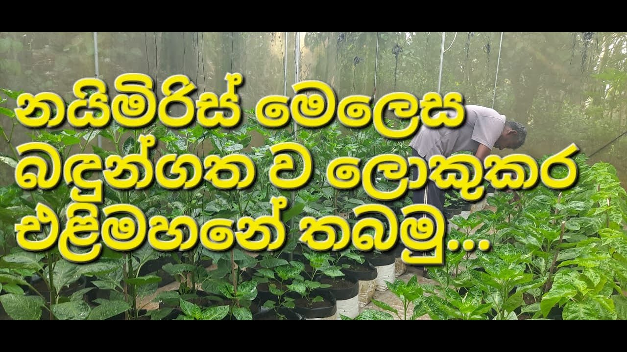 හරිතාගාරයක පාලිත තත්ත්වයන් තුළ නයිමිරිස් පැළ වර්ධනය කරගන්නා අයුරු...🌱