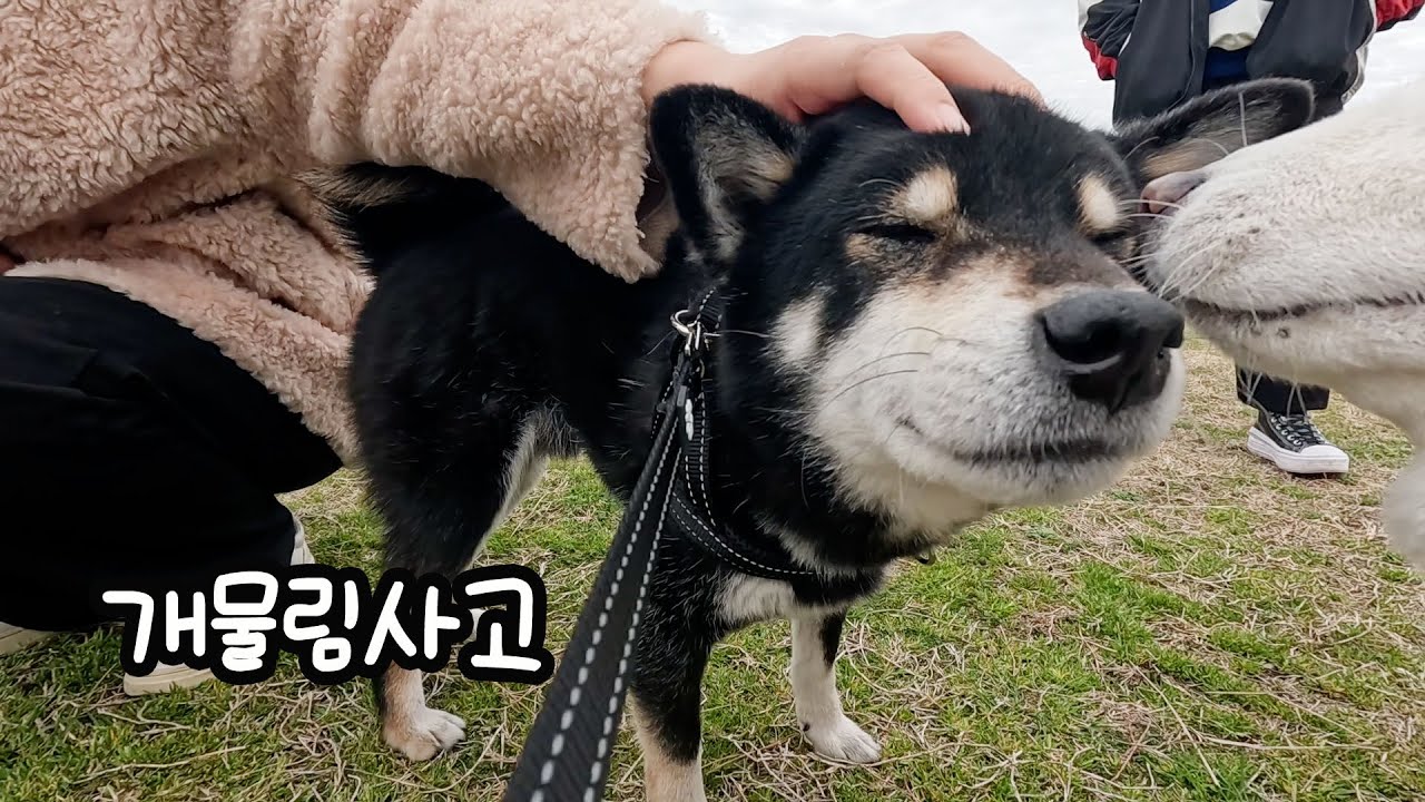 이성을 잃은 탱이가 여우를 물어버렸습니다..!
