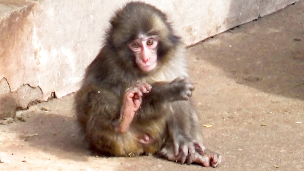 Punch gets caught in a monkey brawl and sent flying