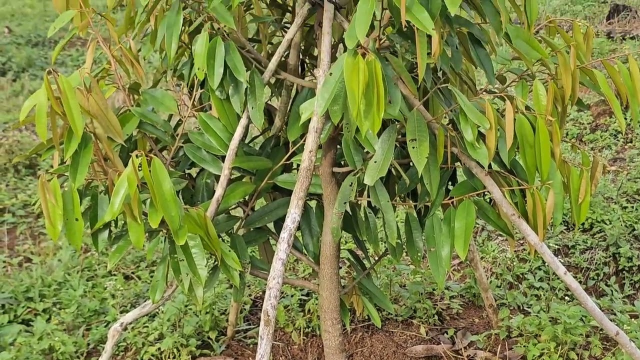 Dijual tanah kebun durian premium Legalitas SHM Harga 36 rb Permeter Luas 51700 M² Lokasi strategis 