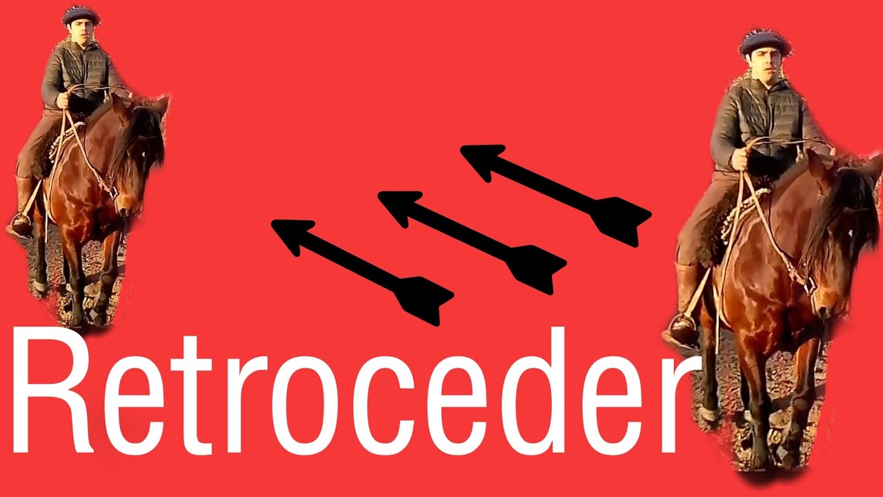 Como enseñar a su caballo a retroceder | 2 pasos simples para retroceder un caballo