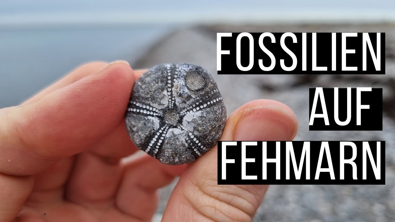 Fehmarn - Das Fossilienparadies