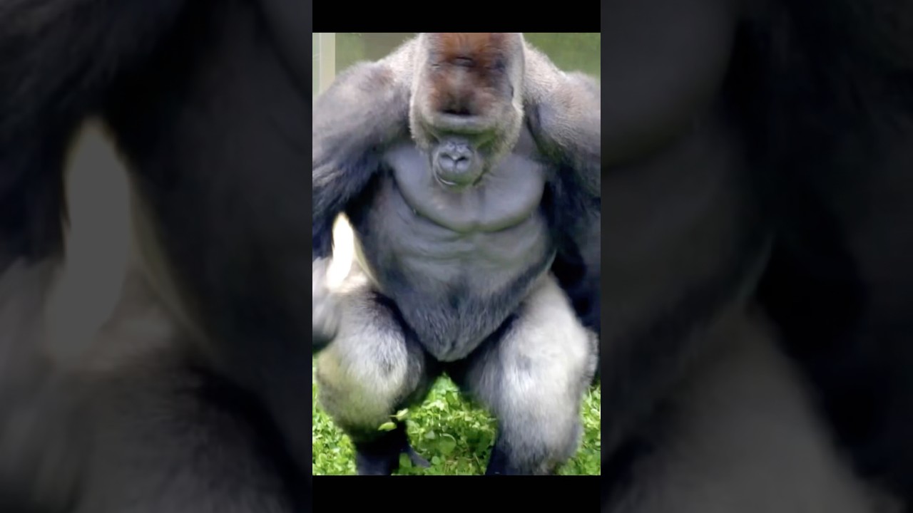 Huge Silverback Gorilla Running Upright🦍💨　#gorilla #silverback #shabani
