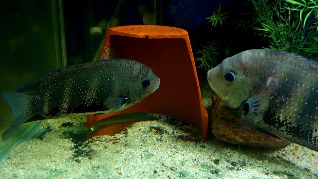 Green Chromides / Etroplus suratensis guarding latest spawn