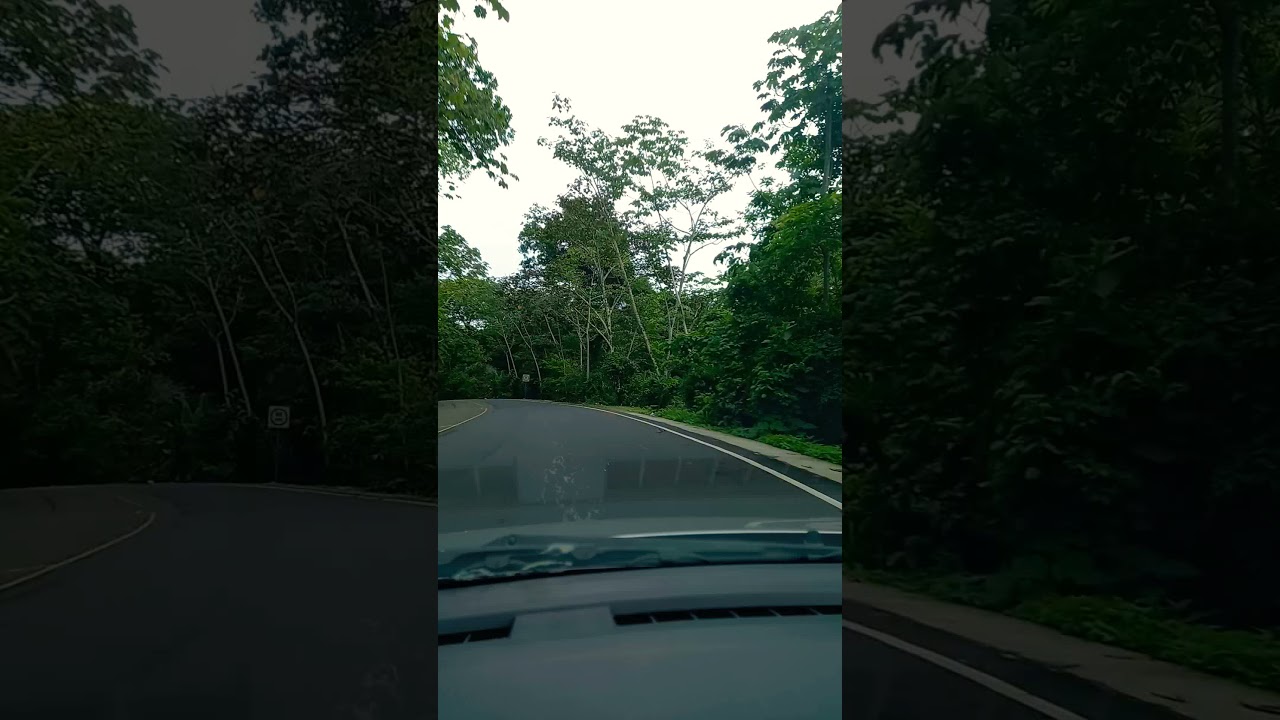 Camino forestal - Ciudad de Panamá