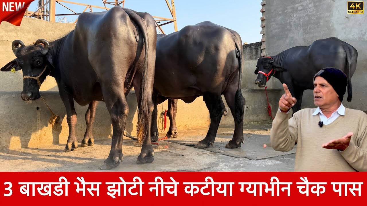 3 बाखडी भैस झोटी नीचे कटीया ग्याभीन चैक पास Krishna Tau नया धमाका ✅