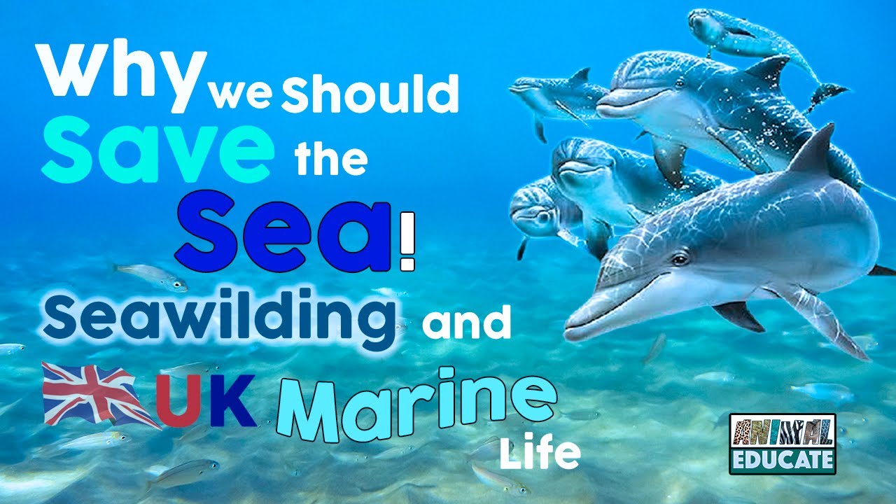 Why We Should Save the Sea! 🌊Seawilding Britain