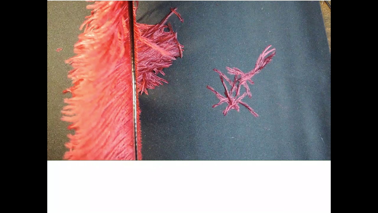 Creating a Feather Pom Pom from an Ostrich Plume