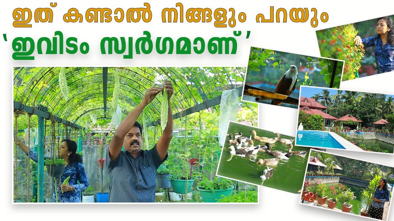 വിദ്യ സാരംഗിന്റെ ഹരിത സ്വർഗം I Amazing Home Garden Kerala
