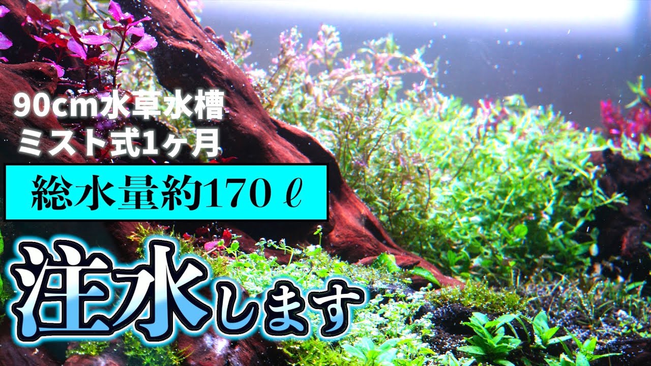 【アクアリウム】崩壊、そして注水へ...90cm水草レイアウト水槽に総水量約170ℓを注水していく#aquarium #水草水槽 #ネイチャーアクアリウム