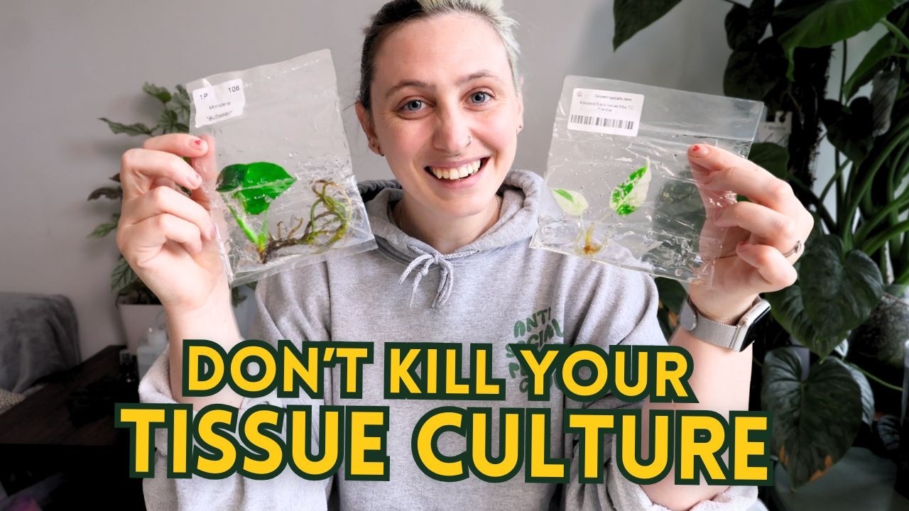 How to Acclimate Tissue Culture Plants 🫙🌱 (Beginner Deflasking Guide)