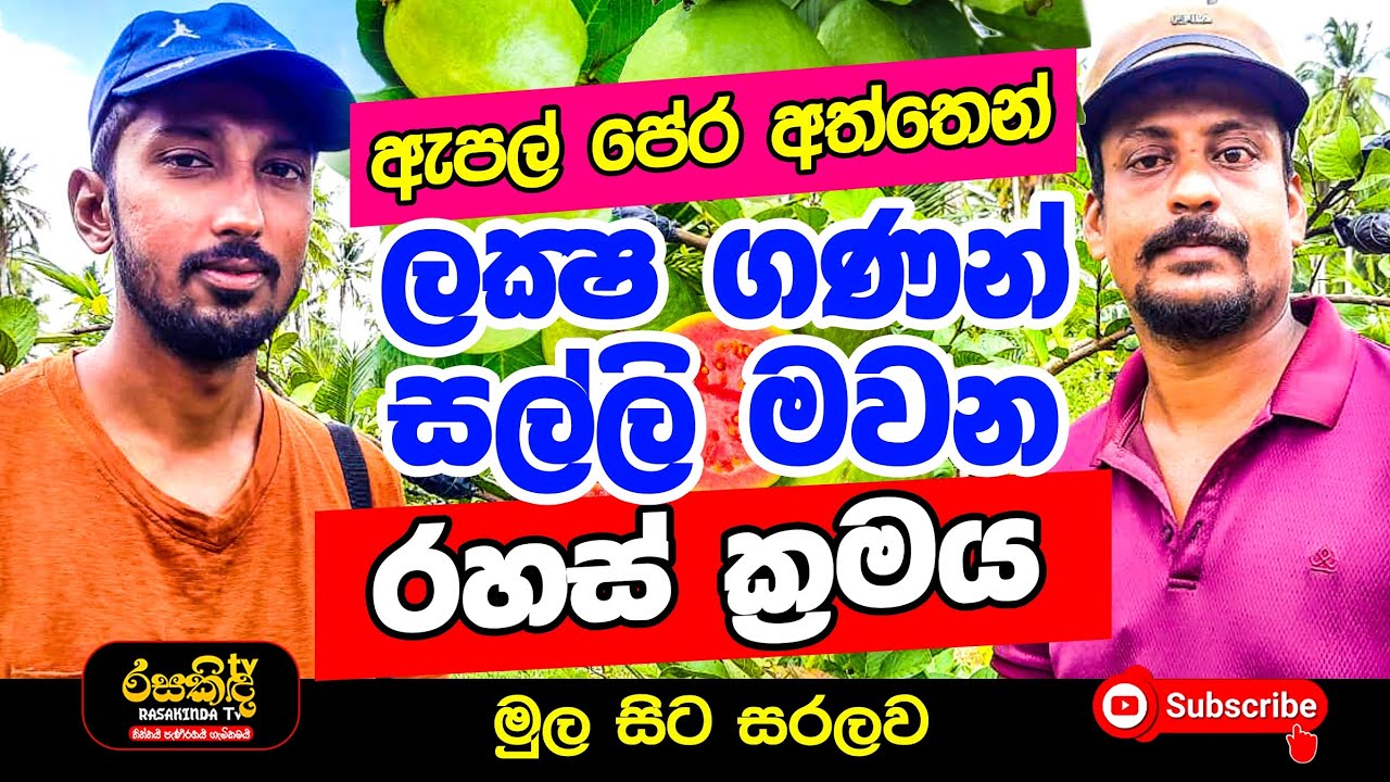 ඇපල් පේර වගාවෙන් සල්ලි මවමු | පැල සීයෙන් රුපියල් ලක්ෂ 10 ක් | Sanu Agro Farm