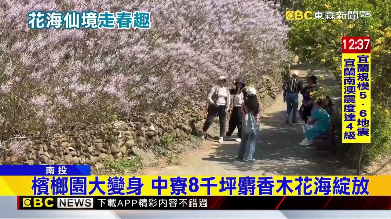 南投麝香木花海大爆發 粉紫山丘如童話世界@newsebc