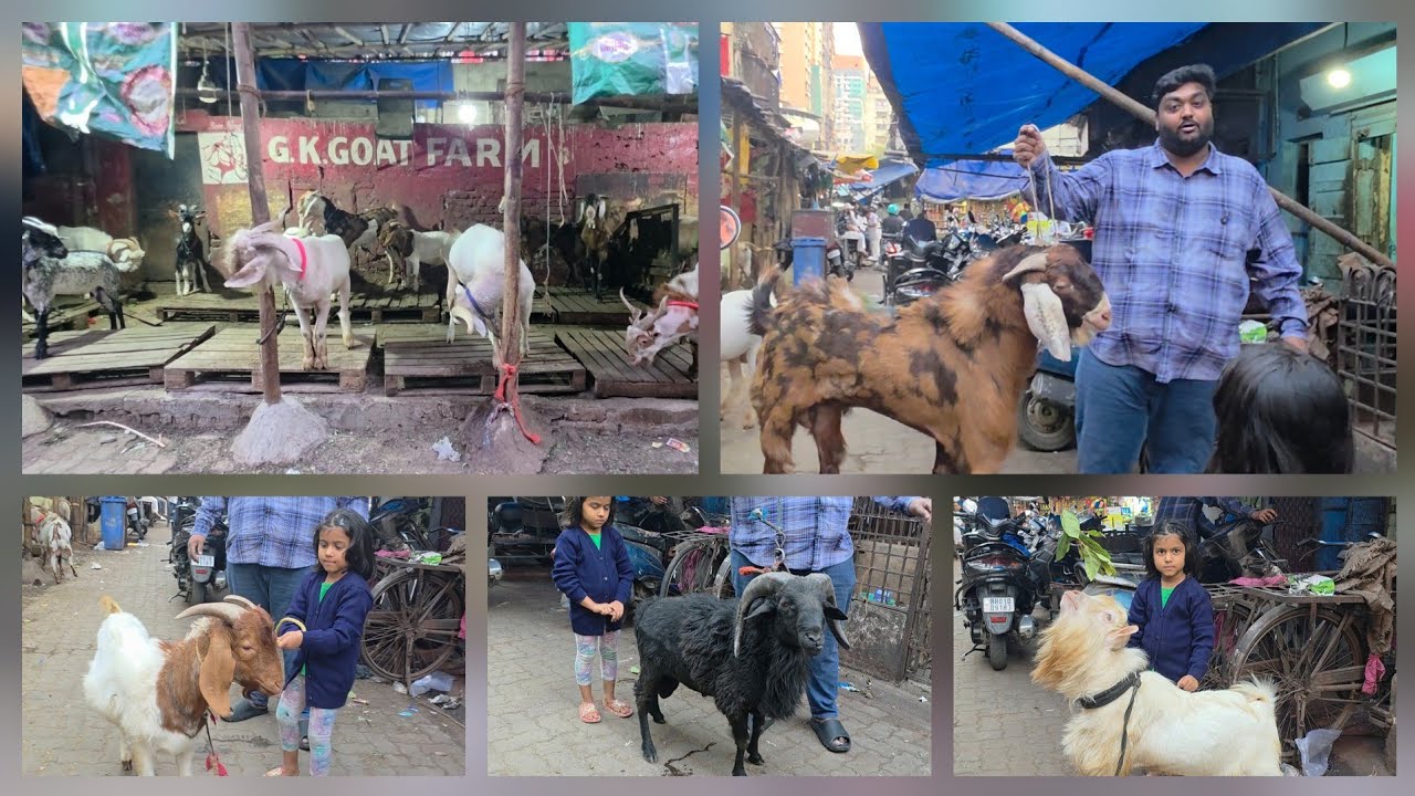 GK Goat Farm Ke Actor Bakre | Sab Mumbai Set Bakre In Nagpada Mumbai. 