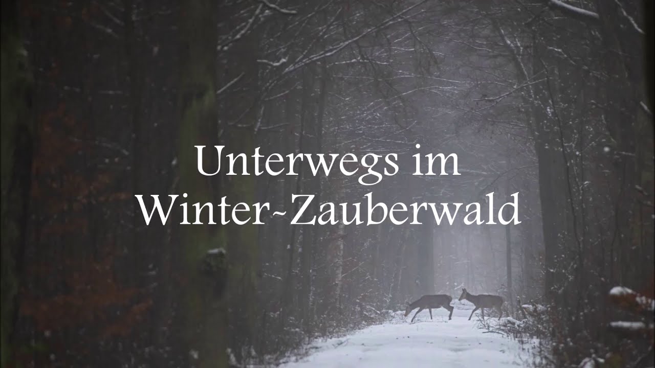Unterwegs im Winter-Zauberwald - UNESCO Biosphärenreservat Spreewald - Januar 2021
