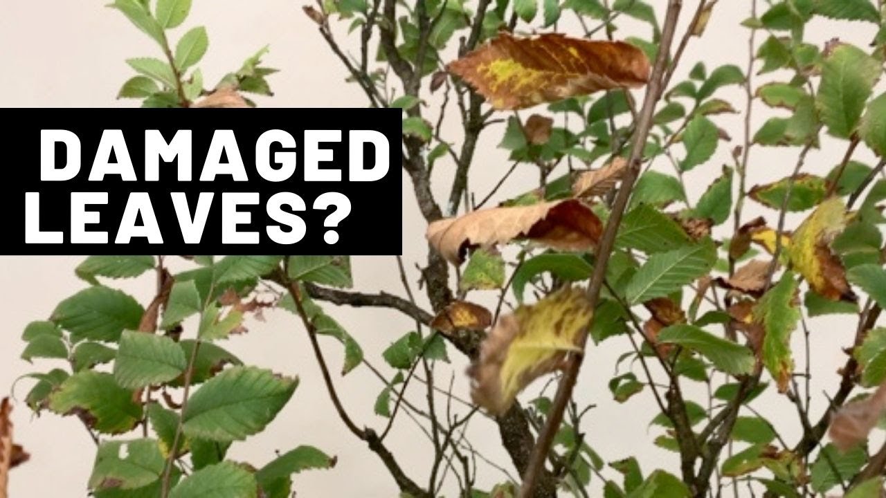 Rescuing an American elm | The Bonsai Supply