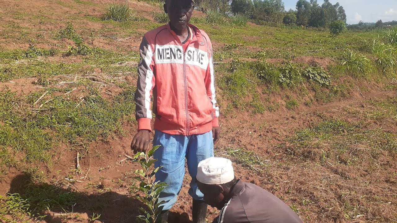 Gusura abahinzi ba pomme mukarere ka Ngoma bagirwa inama.Eng.Ally,Phone:0788549685