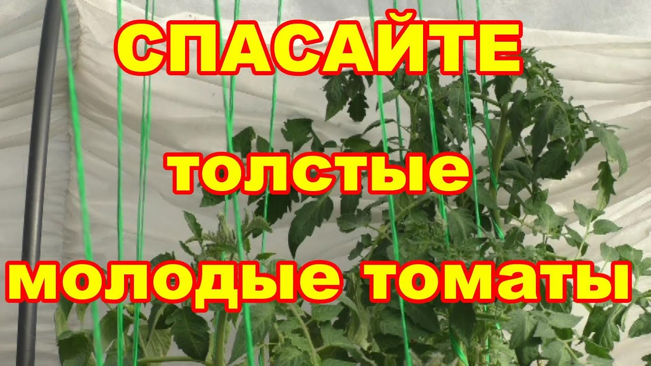 Признаки жирования и что надо срочно сделать