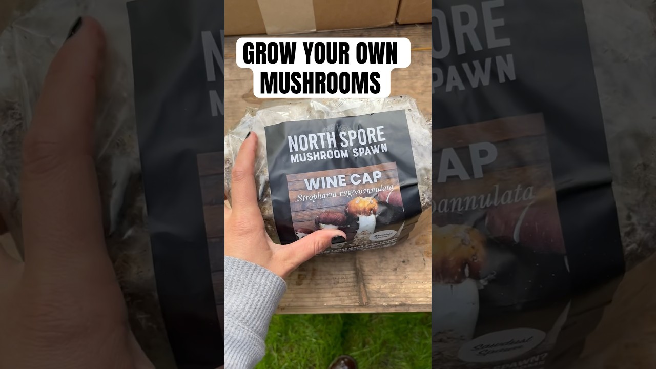 I grew Wine cap mushrooms! #homestead #selfreliance #northspore