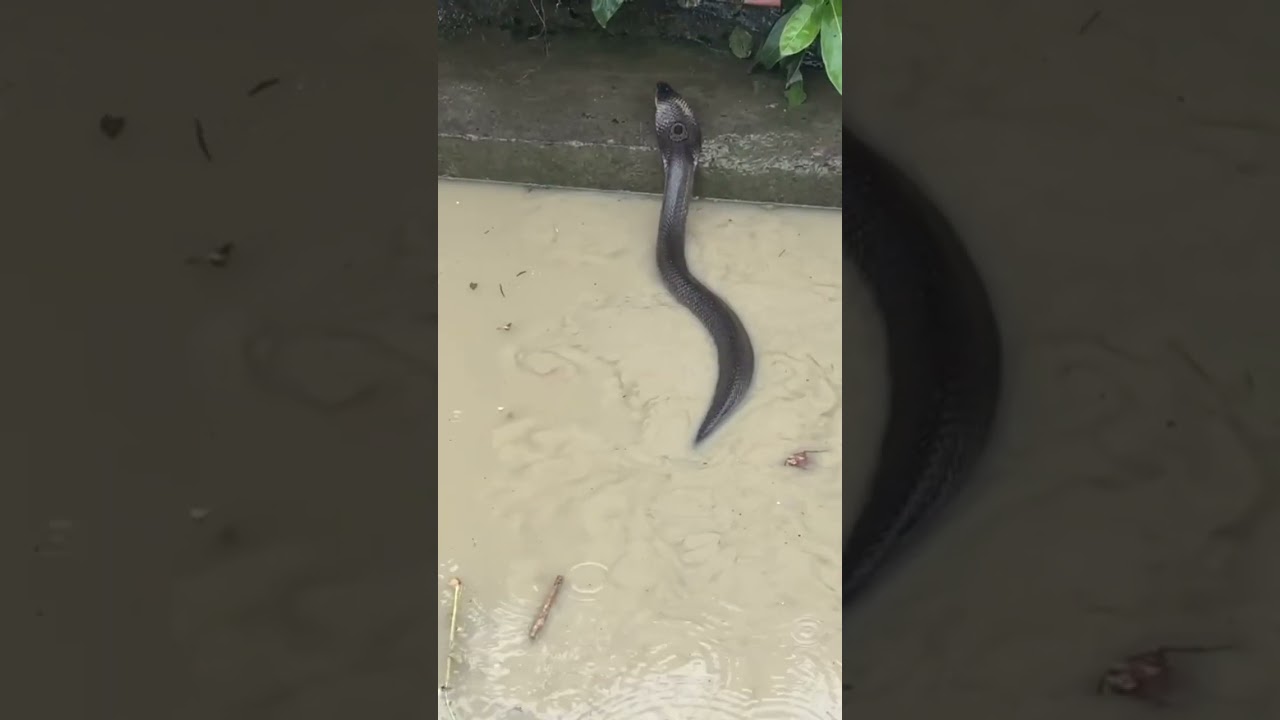 Imphal Floods 2025 🚨🐍🐍🐍