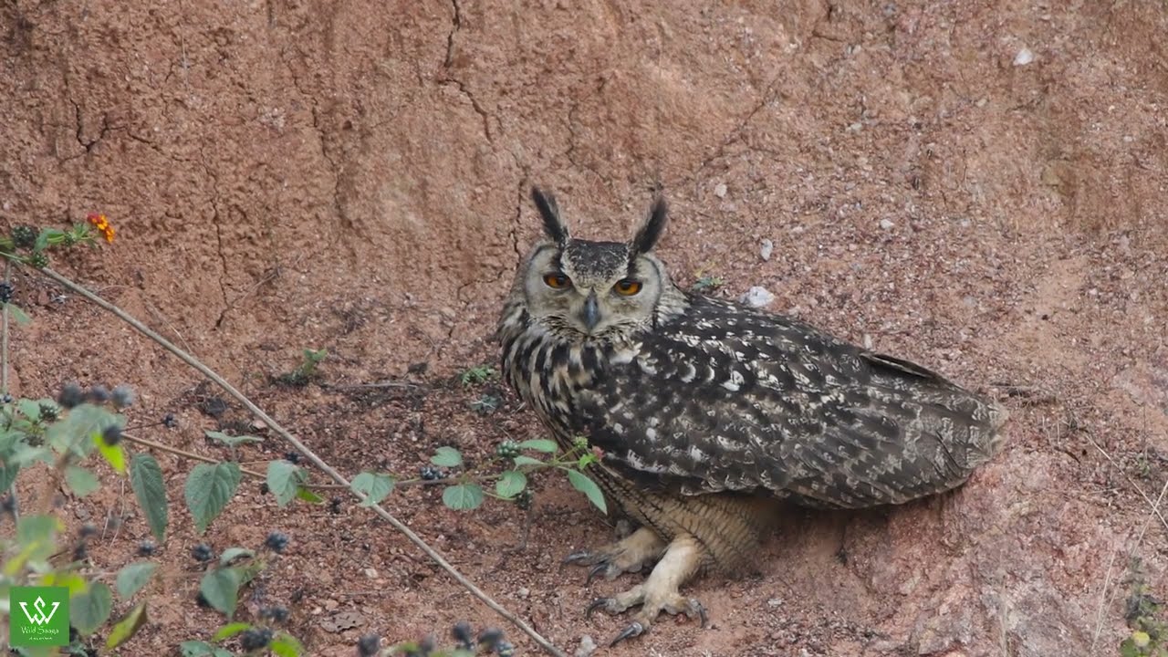 Airplane flying over owl || Urban Wildlife || Mysore Airport