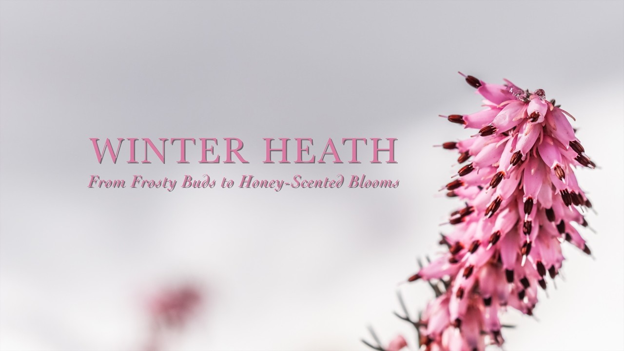 Winter Heath 🌸 From Frosty Buds to Honey-Scented Blooms 🌿 Garden Portraits #EricaCarnea #WinterHeath