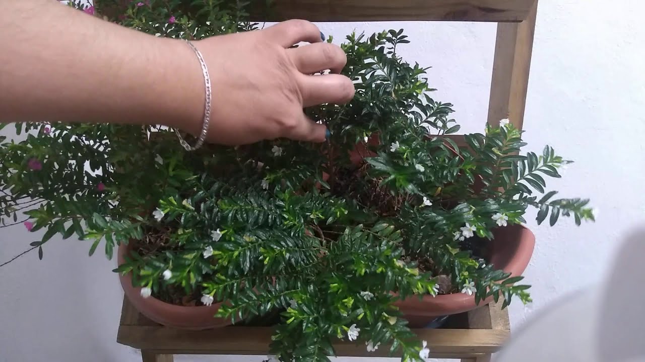 Cuphea hyssopifolia 🌿/ Trueno de Venus 💚/ Cufea/ Érica/ Falsa brecina/