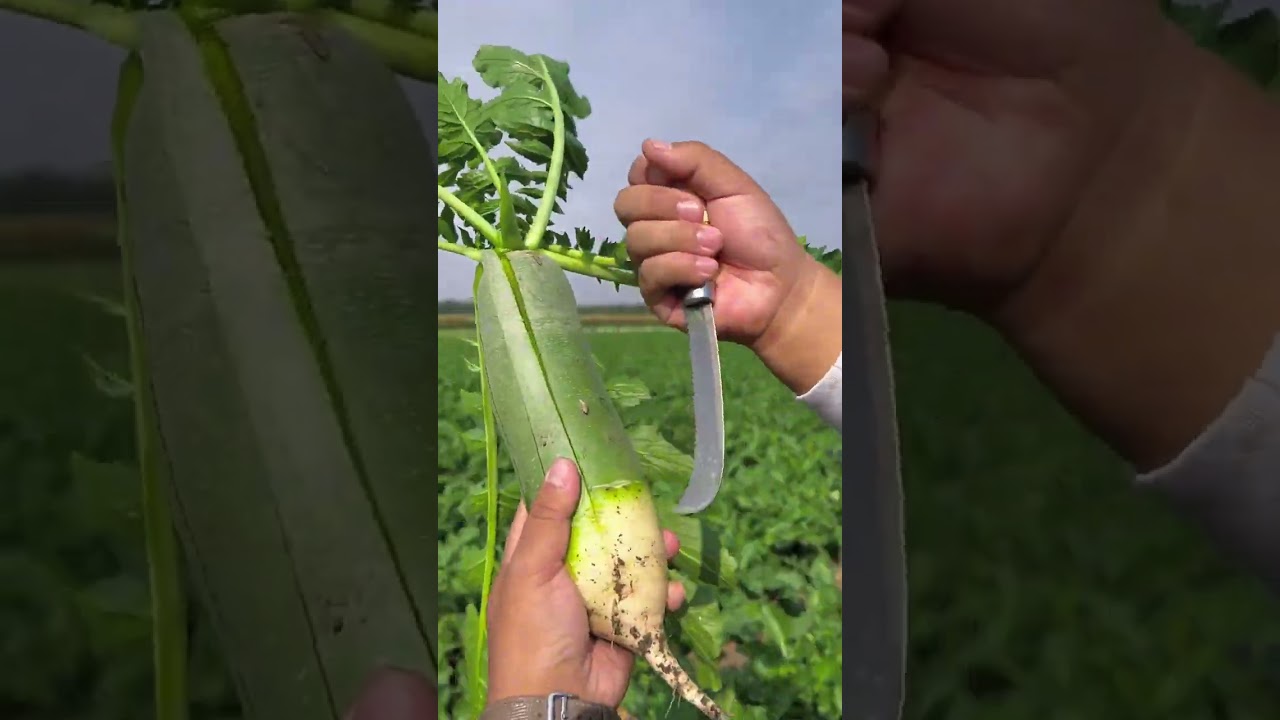 Daikon, Cross, Pastinaca sativa, Raphanus sativus, Radish plant.  #shorts #satisfying #subscribe