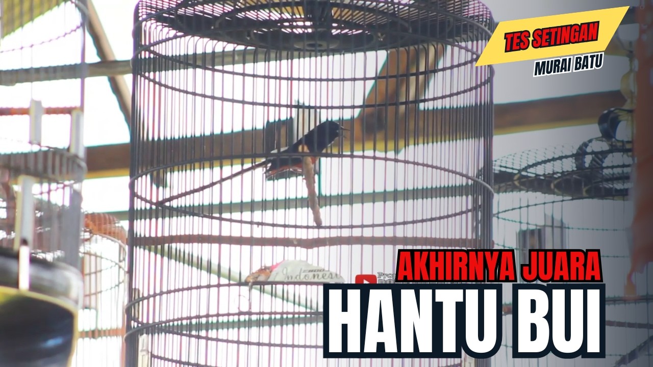 Tes Settingan Terbaru Murai Batu Ke Even Cup dan akhirnya Juara || Murai Batu HANTU BUI