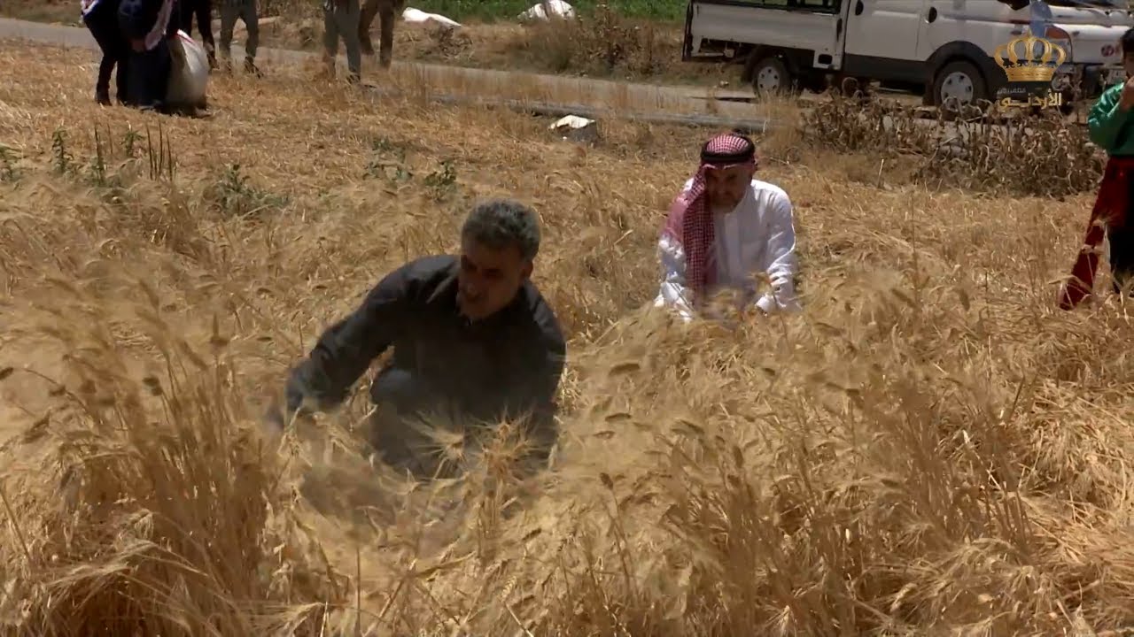 الرمثا | حصاد القمح .. السنبلة الذهبية