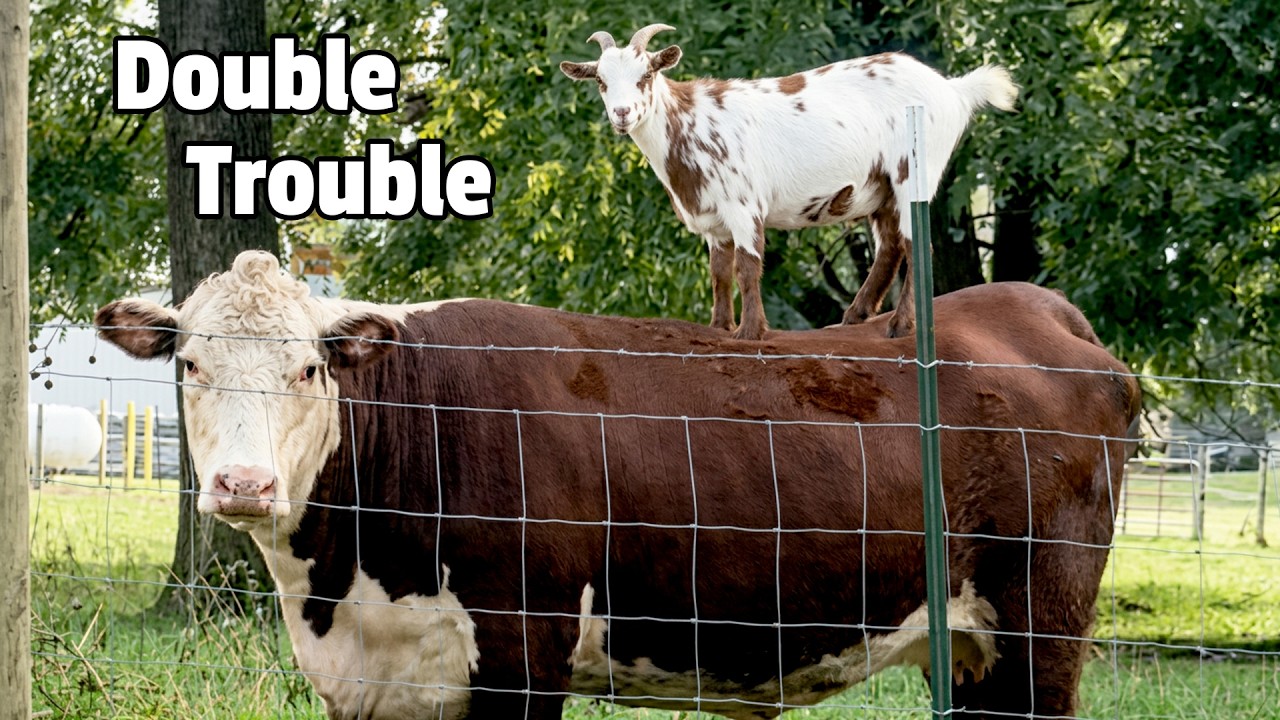 🐄 Prepare for Trouble and Make It Double! 🐐 | Hilarious Farm Animal Fails