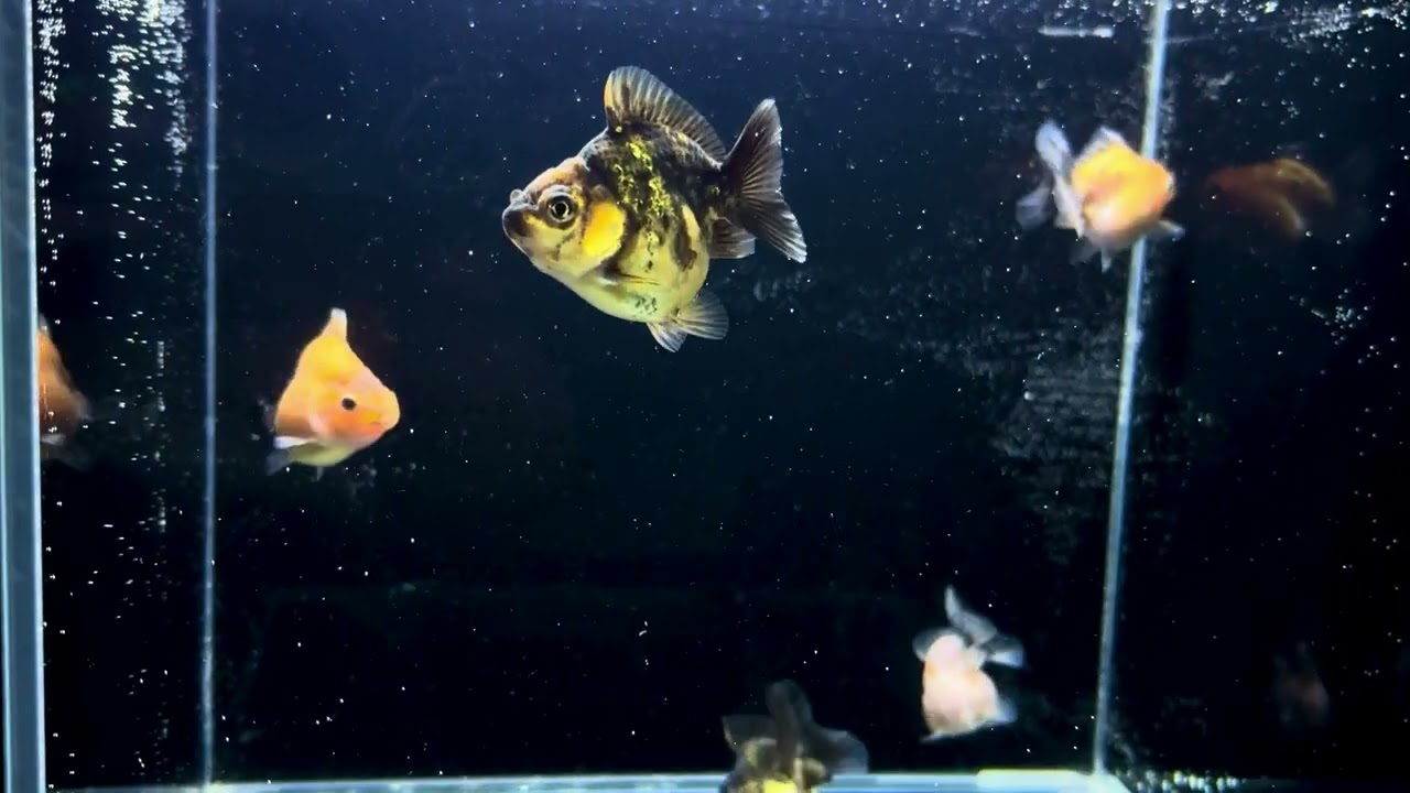 確認用