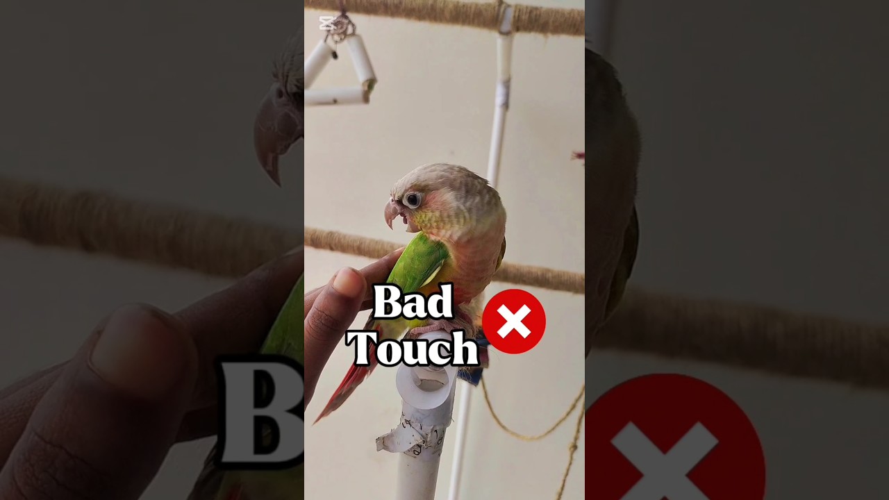 Which Touch is Comfortable for Your Birds ??