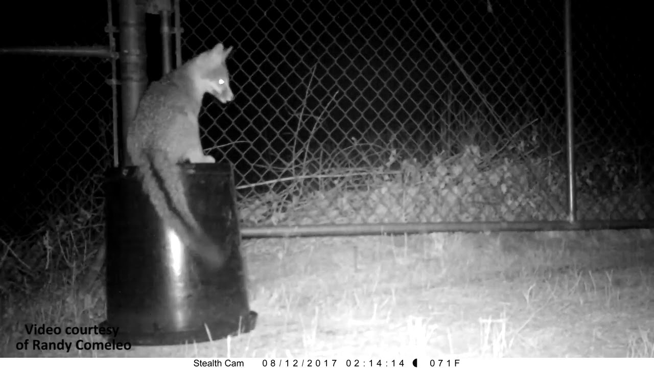Gray Fox (Urocyon cinereoargenteus)