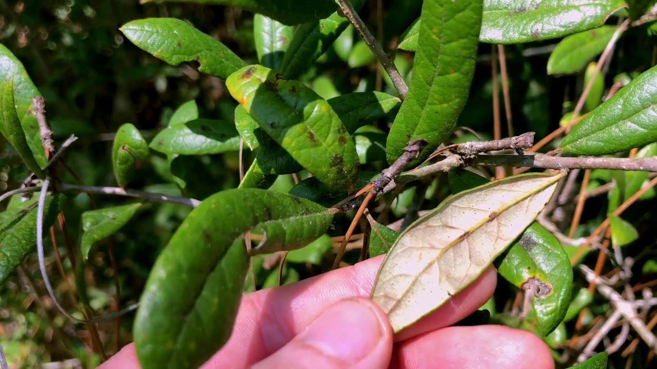 Sand Live Oak (Quercus geminata)