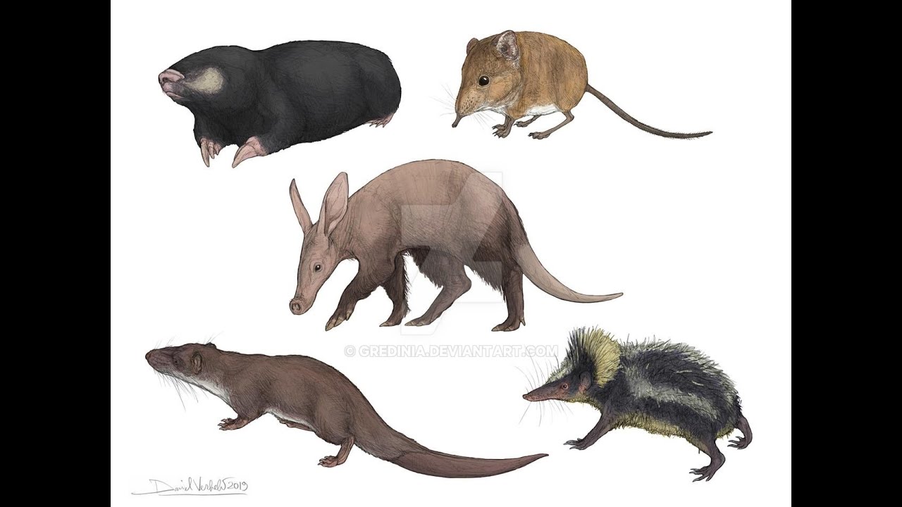 Afrotheria: A Brief History