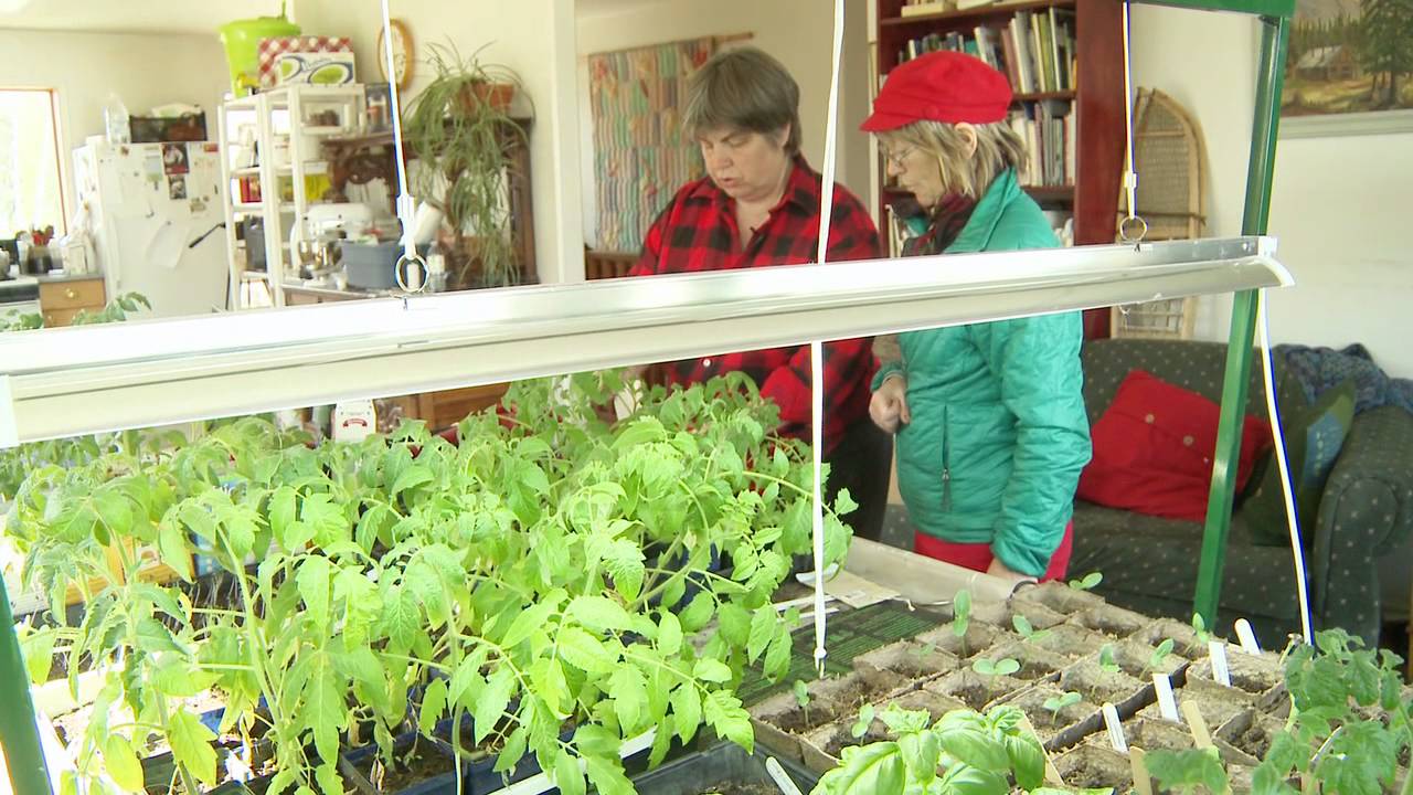 The Curious Gardener Ep 1  Seeding