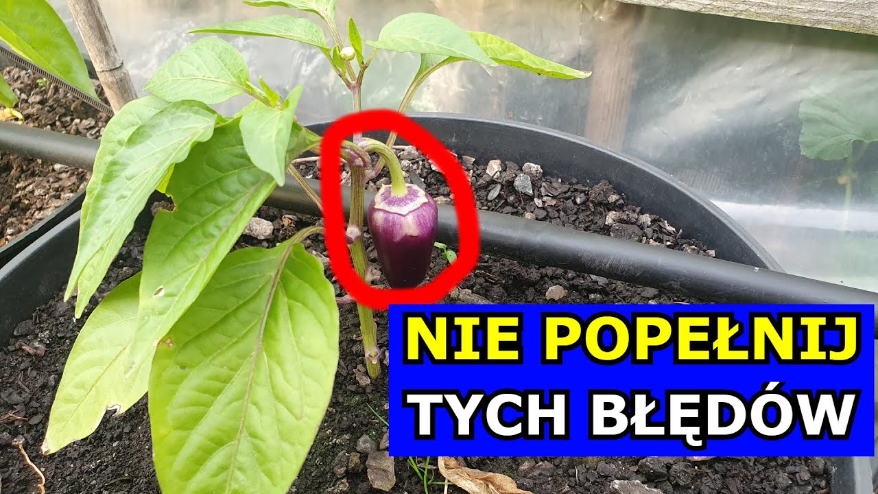 Największe Błędy w Uprawie Papryki. Przez nie masz MARNE ZBIORY. Kluczowe Prowadzenie Papryki Cięcie
