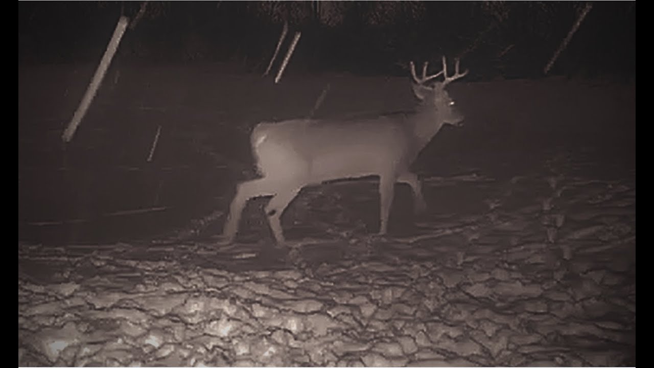 NATCAM: Deer Herd and Buck Swarms My Nature Camera!!! 1/22-24/2026  #viral  #nature #deer