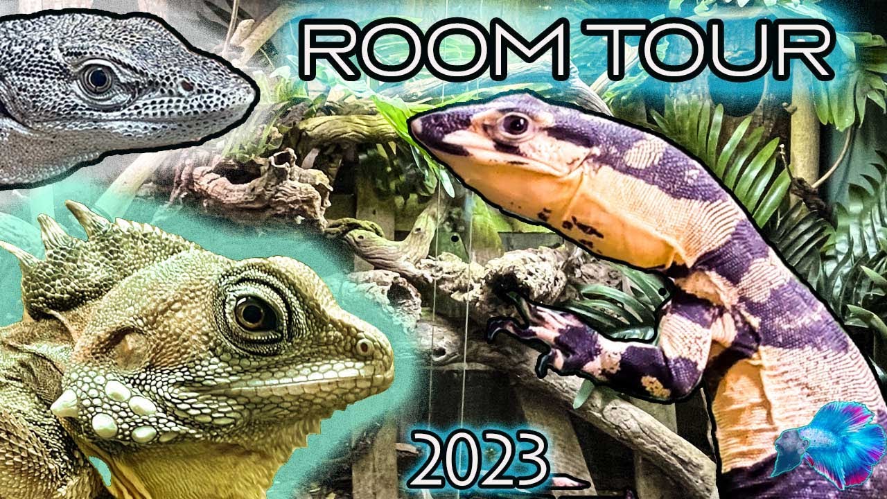 REPTILE ROOM TOUR 🌱 Boyds Forest Dragons ~ Lace Monitors and More!