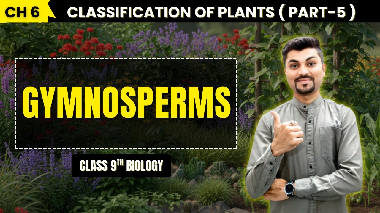 Gymnosperms – Seed without Fruit | Class 9 Biology
