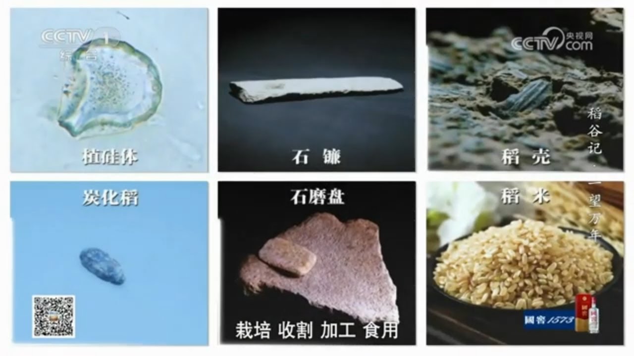 一万年前的栽培水稻！上山文化刷新世界农业起源——稻谷记·一望万年3《寻古中国》| 中华国宝